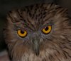 UPDATE Video recordings: Rediscovery, biology, vocalisation and taxonomy of fish owls in Turkey